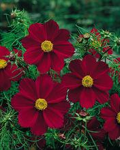 八瓣紅波斯菊Tetra Ver Red Cosmos