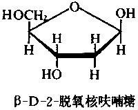 脫氧核酸 脫氧核酸
