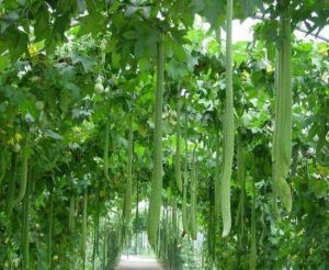 宜興觀光農業科技示範園 宜興觀光農業科技示範園