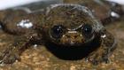 （圖）婆羅洲扁頭蛙