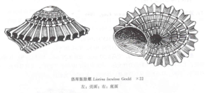 洛庫脹脈螺 洛庫脹脈螺