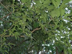 沙壩冬青 沙壩冬青