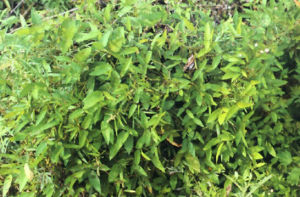 海南冬青 海南冬青