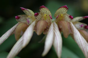 二色石豆蘭,又名二色卷瓣蘭