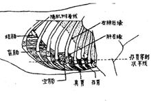 瓣胃所處的位置