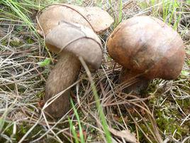 雲南蘑菇 雲南蘑菇