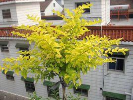 金冠小葉女貞 金冠小葉女貞