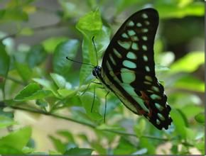 銀鉤青鳳蝶 銀鉤青鳳蝶
