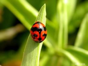 波紋瓢蟲 波紋瓢蟲