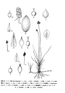 無味薹草 無味薹草