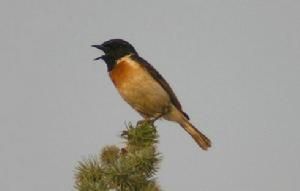 白尾石鵖 白尾石鵖