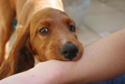 只是被狗牙蹭破了皮 也需要打狂犬疫苗嗎?