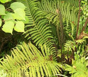 腫足蕨科 腫足蕨科