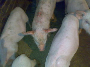 仔豬葡萄球菌性皮炎