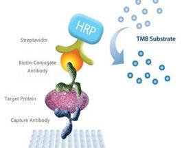 酶聯免疫吸附測定 酶聯免疫吸附測定