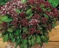 魔術師羅勒 魔術師羅勒