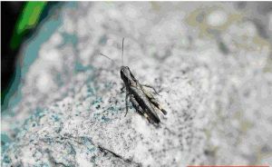 花脛綠紋蝗 花脛綠紋蝗