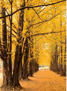 上海千年古銀杏園 上海千年古銀杏園