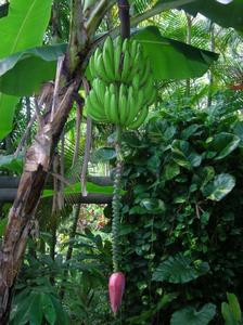 香蕉樹