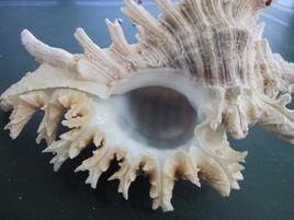 大千手螺 大千手螺