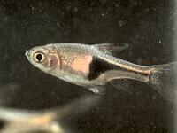 籃三角魚 籃三角魚