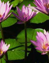 甜蜜愛情的苦澀眼淚 甜蜜愛情的苦澀眼淚