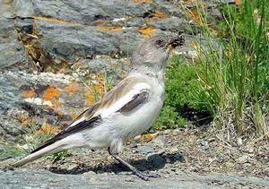 白斑翅雪雀新疆亞種 白斑翅雪雀新疆亞種