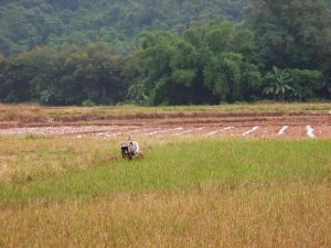 曼南醒村 曼南醒村