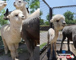 神獸美容 神獸美容