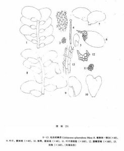 短齒疣鱗苔 短齒疣鱗苔