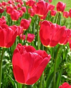 （圖）紅色鬱金香