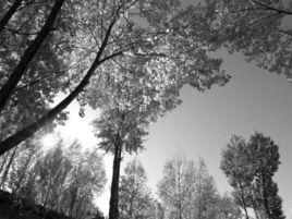 這是一個懦怯的世界