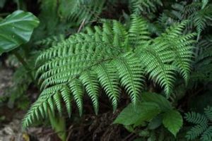 鑽鱗肋毛蕨 鑽鱗肋毛蕨