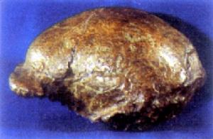北京猿人頭蓋骨化石
