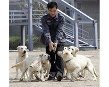 克隆緝毒犬進行訓練