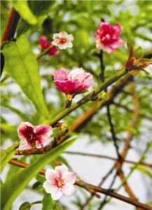 桃花園林 桃花園林