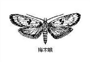 梅木蛾 梅木蛾