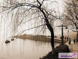 柳絮[雍裕之詩作]