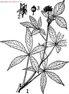 烏蘞莓五加 烏蘞莓五加