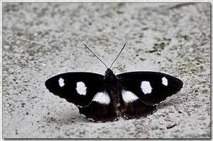 六點帶蛺蝶 六點帶蛺蝶