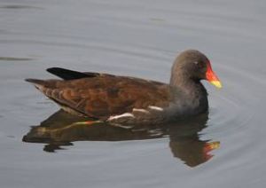 黑水雞安的列斯亞種 黑水雞安的列斯亞種