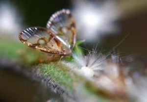 瓊邊廣翅蠟蟬 瓊邊廣翅蠟蟬