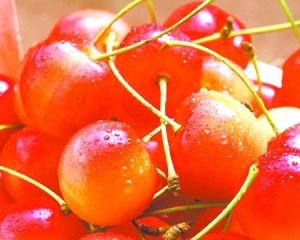 潁州櫻桃 潁州櫻桃