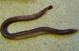 小黏盲鰻 小黏盲鰻