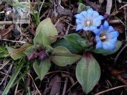 假帚枝龍膽 假帚枝龍膽