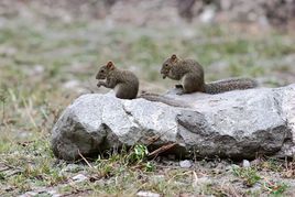 珀氏長吻松鼠湖北亞種