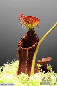 豬籠草科 豬籠草科