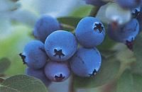 南高叢藍莓