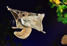 台灣鼯鼠 台灣鼯鼠