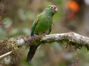 埃爾奧羅錐尾鸚鵡 埃爾奧羅錐尾鸚鵡